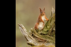 Red Squirrel