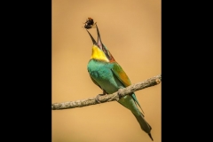 Bee-eater Tossing Bee