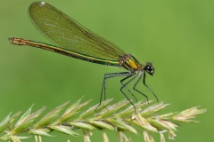 Female Banded Demoiselle