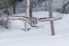 Great Grey Owl hunting in snowfall