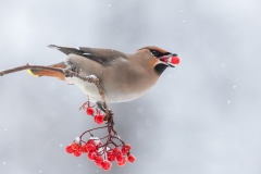 Waxwing on the berries