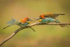 Bee-eater confrontation