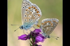 Common Blues Mating