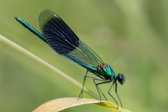 Print-Male Banded Demoiselle 3499