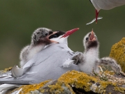 Arctic Terns Feeding Time