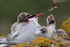 Arctic Terns Feeding Time