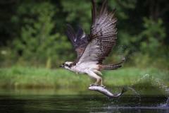 Osprey with fish