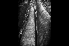 Baobab Trio