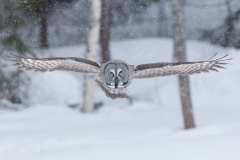 Great Grey Owl