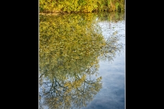 Reflecting Autumn