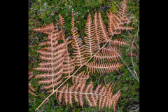 Fern as it fell on a fell - 18 points