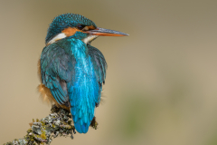 Female Kingfisher - Steve Gresty - 20 points