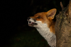 Fox-barking
