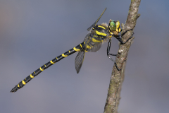 Golden Ringed Grangonfly - Steve Gresty - 19 points