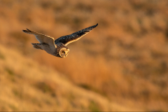 Short-eared Owl hunting - Jeff Dakin - 19 points