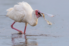 African spoonbill good catch - Steve Gresty - 19 points