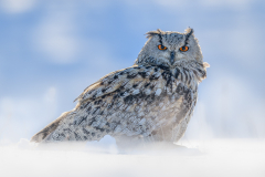 Eagle Owl in snow - Steve Gresty - 20 points