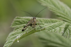 Even Scorpion flies can have fun - Tom Tyler - 18 Points