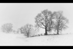 Trees in a Snowstorm - Kevin Blake - 19 points