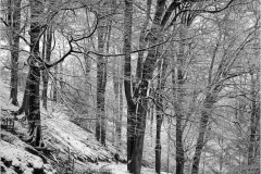 A Walk in the Forest by Martin Pickles