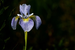 Angry Iris by Kevin Blake