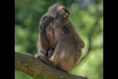 Gelada - day dream by Steve Gresty