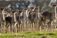 Fallow Doe's fawn's kid's Deer by Martin Pickles