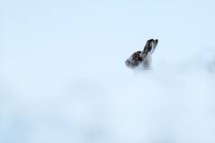White Out Mountain Hare in the Peak District by Jeff Dakin