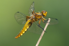 Broad-bodied Chaser by Steve Gresty