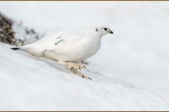 Female Ptarmigan amongst the Spindrift by Jeff Dakin