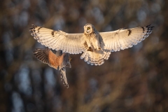 Kestrel Challenging Short-eared Owl for a Vole by Steve Gresty