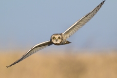 Short-eared Owl Coming at Ya! by Steve Gresty