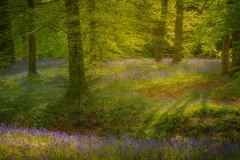 Springtime in Adlington by Alex White