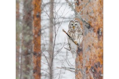 Ural Owl by Kevin Blake - Highly Commended