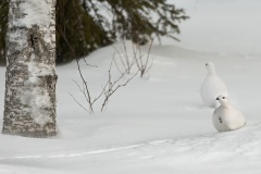 Willow Grouse