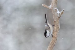 Willow Tit