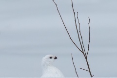 Willow Grouse