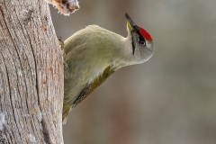 Male Grey Headed Woodpecker