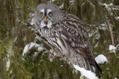 Great Grey Owl