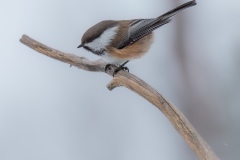 Siberian Tit