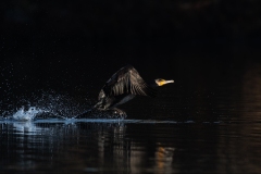 Cormorant Take Off by Jeff Dakin