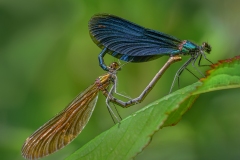 Mating Beautiful Demoiselle by Steve Gresty