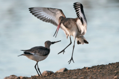 Black Tailed Godwit Argument - David Tolliday - 17 pts