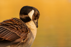 Canada Goose Evening Sun - Jeff Dakin - 14 pts