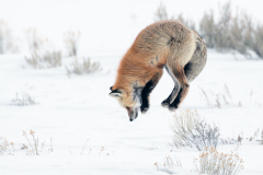 Red Fox Leaping for Prey - David Tolliday - 20 pts