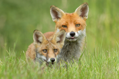 Vixen & Cub Gaze - Steve Gresty - 20 pts