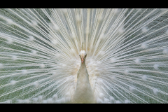 White Peacock - Kevin Blake - 16 pts