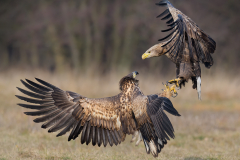 White Tailed Eagle Tussle - Steve Gresty - 20 pts