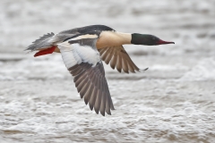 Goosander by David Tolliday