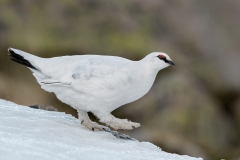 Ptarmigan on Icy snow by Steve Gresty